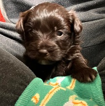 4 Bichon Havanais til salg på købhund.dk