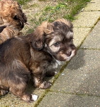 4 Bichon Havanais til salg på købhund.dk