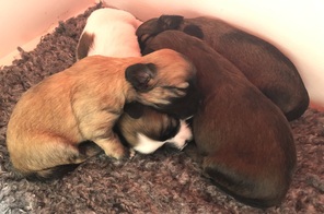 7 Bichon Havanais til salg på købhund.dk