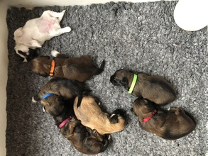 7 Bichon Havanais til salg på købhund.dk