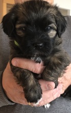 7 Bichon Havanais til salg på købhund.dk