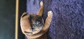 4 Staffordshire Bull Terrier til salg på købhund.dk