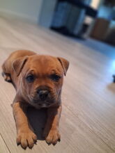 4 Staffordshire Bull Terrier til salg på købhund.dk