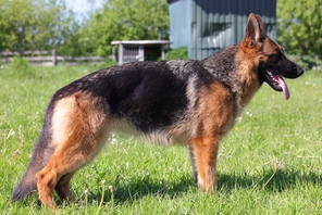 2 Schæferhund,langstockh. m. underuld til salg på købhund.dk