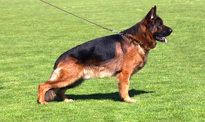 2 Schæferhund,langstockh. m. underuld til salg på købhund.dk