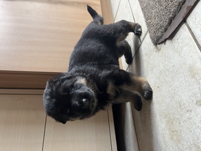 4 Schæferhund, stockhåret til salg på købhund.dk