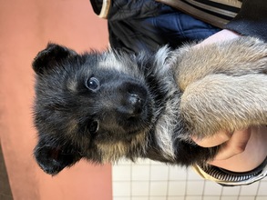 4 Schæferhund, stockhåret til salg på købhund.dk