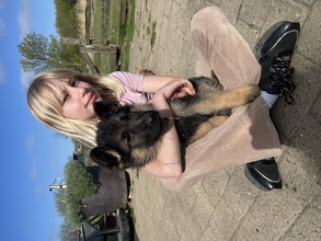 4 Schæferhund, stockhåret til salg på købhund.dk