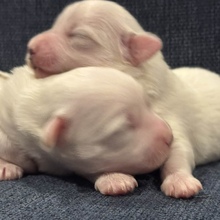 4 Coton de Tulear til salg på købhund.dk