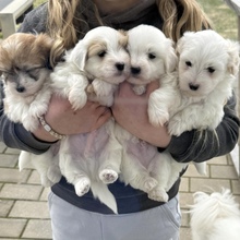 4 Coton de Tulear til salg på købhund.dk