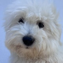 4 Coton de Tulear til salg på købhund.dk