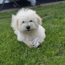 4 Coton de Tulear til salg på købhund.dk