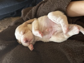 5 Beagle til salg på købhund.dk