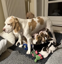 5 Beagle til salg på købhund.dk