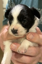 4 Papillon til salg på købhund.dk