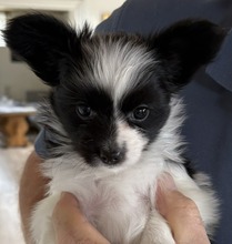 4 Papillon til salg på købhund.dk