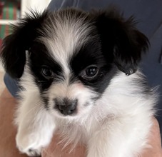 4 Papillon til salg på købhund.dk