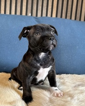 2 Staffordshire Bull Terrier til salg på købhund.dk