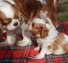 2 Cavalier King Charles Spaniel til salg på købhund.dk