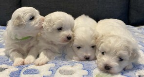 4 Coton de Tulear til salg på købhund.dk