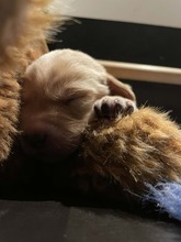 9 Labrador Retriever til salg på købhund.dk