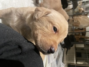 9 Labrador Retriever til salg på købhund.dk