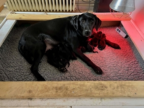 8 Labrador Retriever til salg på købhund.dk