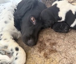 5 Stabyhoun til salg på købhund.dk