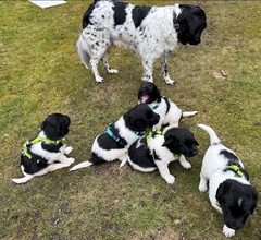 5 Stabyhoun til salg på købhund.dk