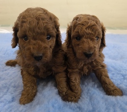 2 Pudel, toy til salg på købhund.dk