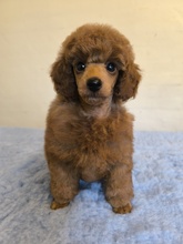 2 Pudel, toy til salg på købhund.dk