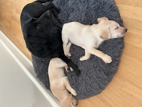 6 Labrador Retriever til salg på købhund.dk