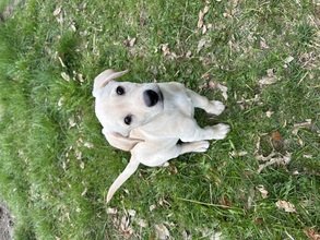 6 Labrador Retriever til salg på købhund.dk