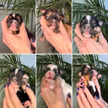 6 Bichon Havanais til salg på købhund.dk