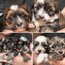 6 Bichon Havanais til salg på købhund.dk