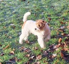 3 Jack Russell Terrier til salg på købhund.dk