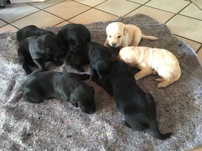 8 Labrador Retriever til salg på købhund.dk