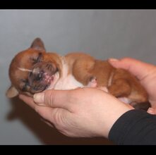 7 Staffordshire Bull Terrier til salg på købhund.dk