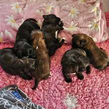 6 Bichon Havanais til salg på købhund.dk