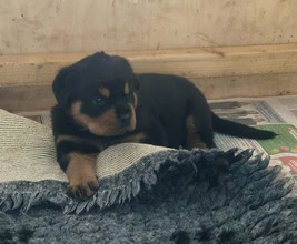 4 Rottweiler til salg på købhund.dk