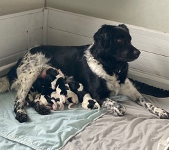 6 Stabyhoun til salg på købhund.dk