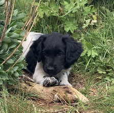 6 Stabyhoun til salg på købhund.dk