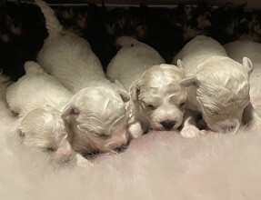 6 Bichon Frisé til salg på købhund.dk