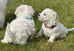 6 Bichon Frisé til salg på købhund.dk