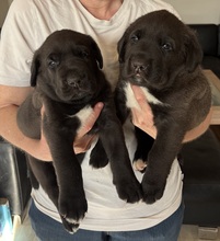 6 Broholmer til salg på købhund.dk