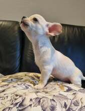 3 Chihuahua, korthåret til salg på købhund.dk