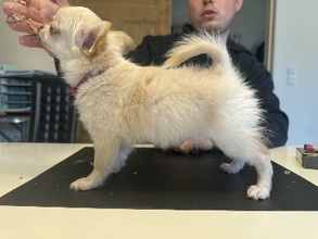 2 Chihuahua, langhåret til salg på købhund.dk