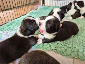 8 Welsh Corgi Cardigan til salg på købhund.dk