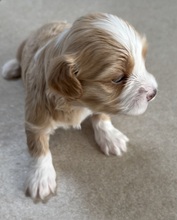 8 Bichon Havanais til salg på købhund.dk
