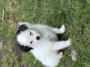 3 Phalène til salg på købhund.dk